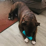 Dog Chew Toy